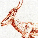 Thumb Impala